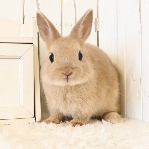 ネザーランドドワーフ　リンクス（5A)