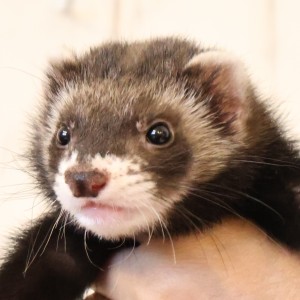 ブラックセーブル（男の子）