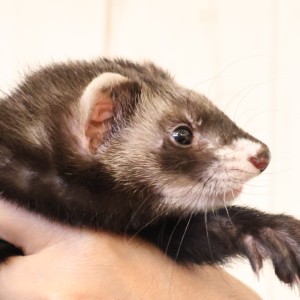 ブラックセーブル（男の子）