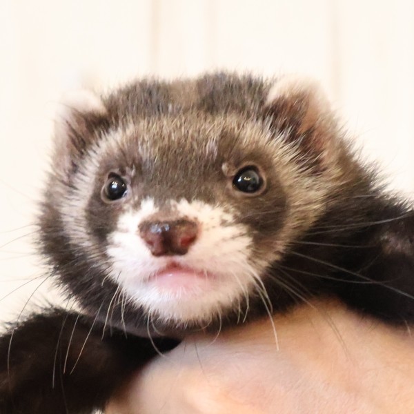 ブラックセーブル（男の子）