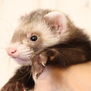 バタースコッチ（男の子）