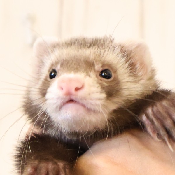 バタースコッチ（男の子）