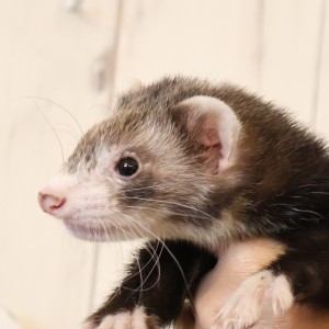 セーブルミット（男の子）