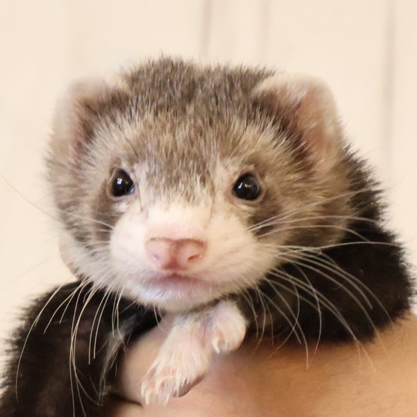 セーブルミット（男の子）