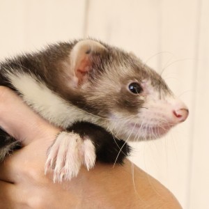 セーブルミット（男の子）