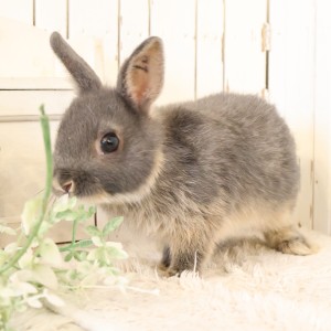 ネザーランドドワーフ　ブルーオター（IS)