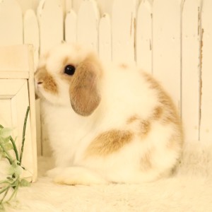 ホーランドロップ　ブロークンオレンジ（C7Z）