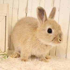 ネザーランドドワーフ　リンクス（21）