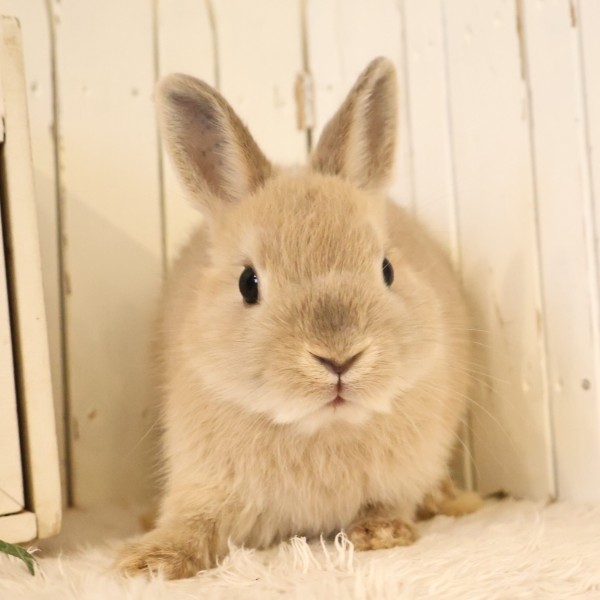 ネザーランドドワーフ　リンクス（21）