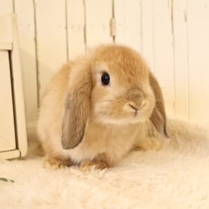 うさぎの販売情報 - さいたま市北浦和のうさぎ・フェレットのお店