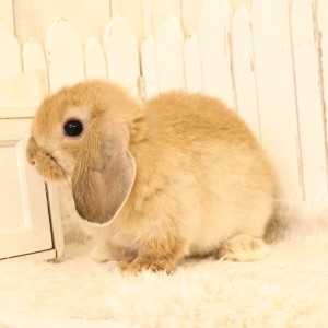 ホーランドロップ　オレンジ（D1U)