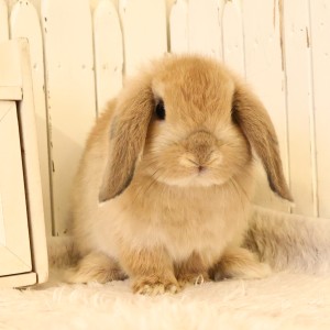 ホーランドロップ　オレンジ（D1U)