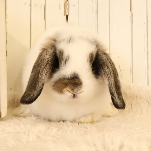 ホーランドロップ　ブロークンチェスナット（D2B)