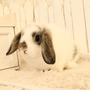 ホーランドロップ　ブロークンチェスナット（D2B)