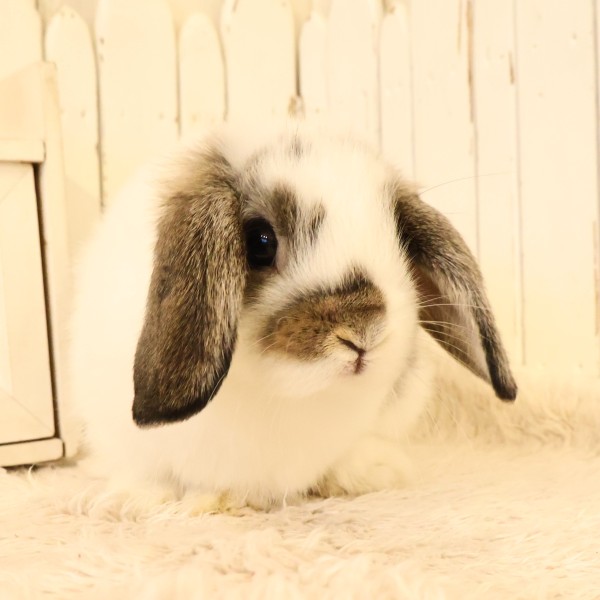 ホーランドロップ　ブロークンチェスナット（D2B)