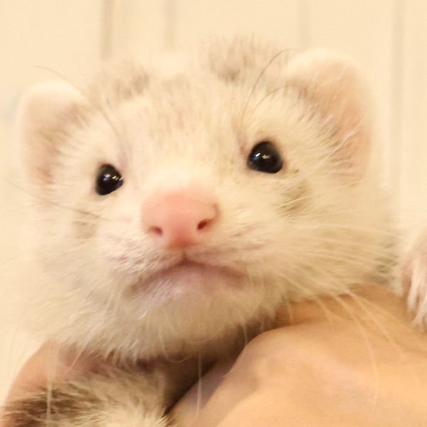 シルバーミット（男の子）