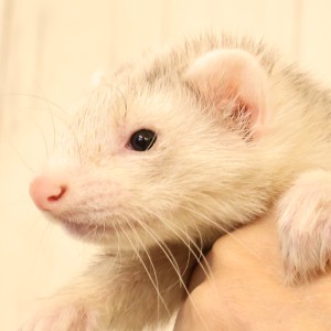 シルバーミット（男の子）