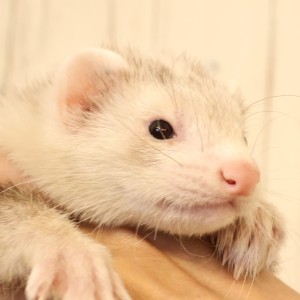 シルバーミット（男の子）