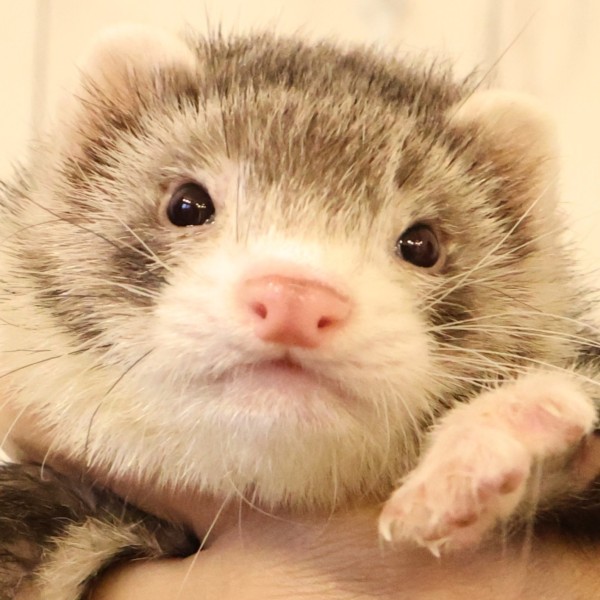 セーブルミット（男の子）