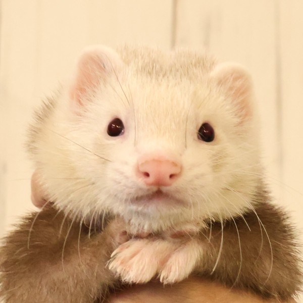 シナモン（男の子）