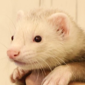 シナモン（男の子）