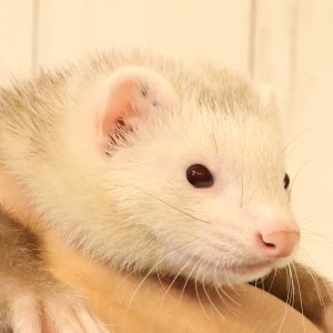 シナモン（男の子）