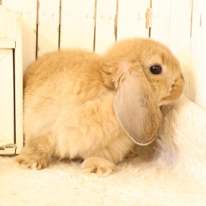 ホーランドロップ　オレンジ（D3A）