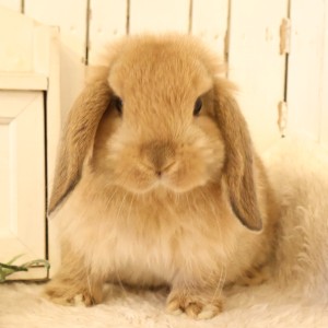 ホーランドロップ　オレンジ（D3A）