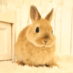 ネザーランドドワーフ　オレンジ（6B)