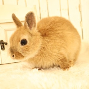 ネザーランドドワーフ　オレンジ（6B)