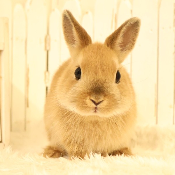 ネザーランドドワーフ　オレンジ（6B)