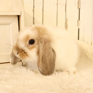 ホーランドロップ　ブロークンオレンジ（D36）