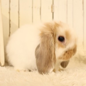 ホーランドロップ　ブロークンオレンジ（D36）