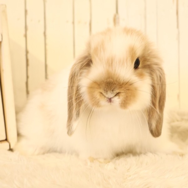 ホーランドロップ　ブロークンオレンジ（D36）