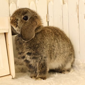 ホーランドロップ　チェスナット（V12）