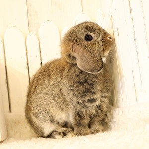 ホーランドロップ　チェスナット（V12）