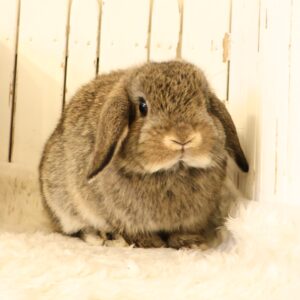 うさぎの販売情報 - さいたま市北浦和のうさぎ・フェレットのお店
