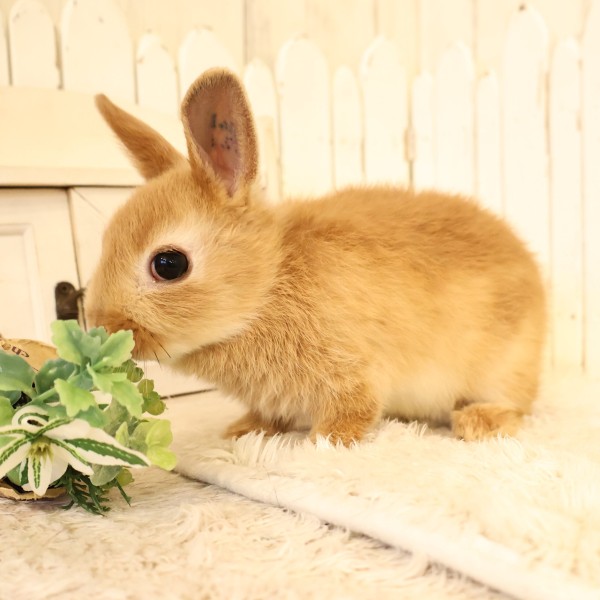 ネザーランドドワーフ　オレンジ（5E）