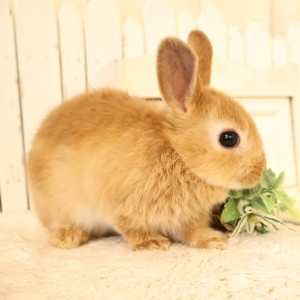 ネザーランドドワーフ　オレンジ（5E）