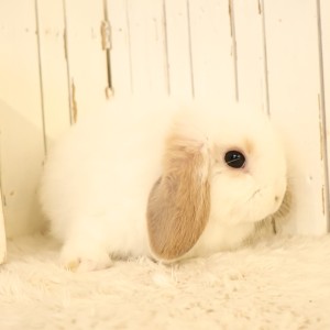 ホーランドロップ　ブロークンオレンジ（A53）