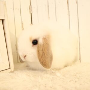 うさぎの販売情報 - さいたま市北浦和のうさぎ・フェレットのお店