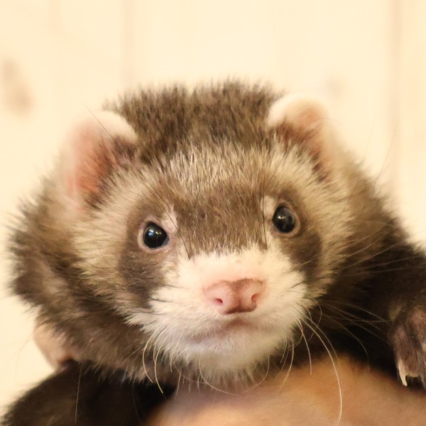 セーブル（男の子）