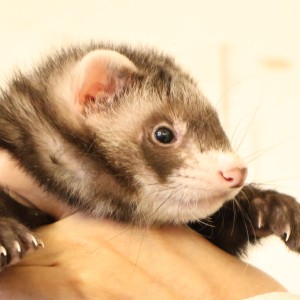 セーブル（男の子）