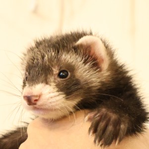 ブラックセーブル（男の子）