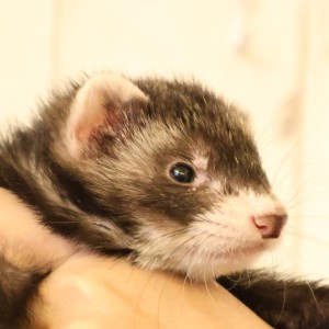 ブラックセーブル（男の子）