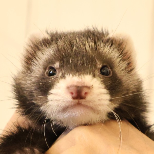 ブラックセーブル（男の子）