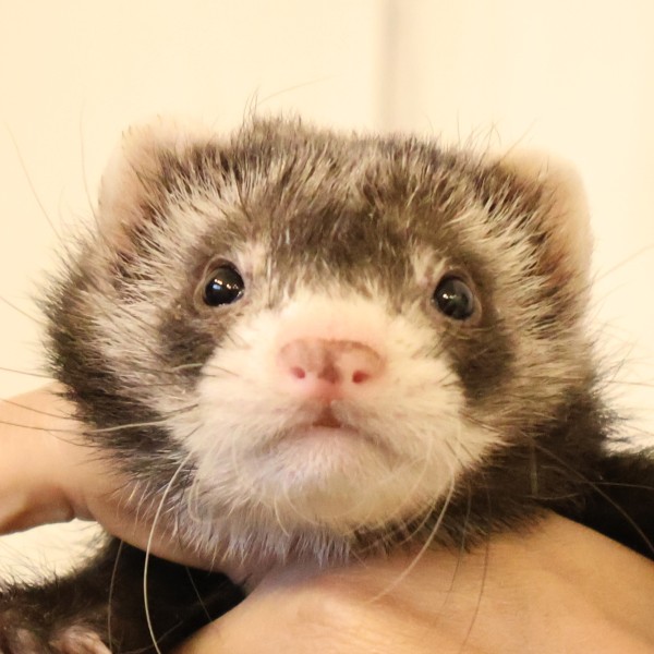 セーブルミット（男の子）