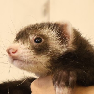 セーブルミット（男の子）