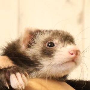 セーブルミット（男の子）