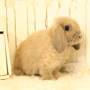 ホーランドロップ　ブルートート（V43）